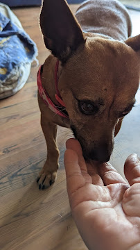 Pets Before People Pet Services LLC - Photo 3 - Car repair in Spring Hill, FL, Spring Hill