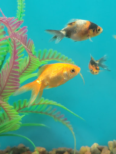 Pet Supply Store «PetSmart», reviews and photos, 288 12th Ave, Hanford, CA 93230, USA