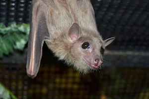 Bat World Sanctuary image