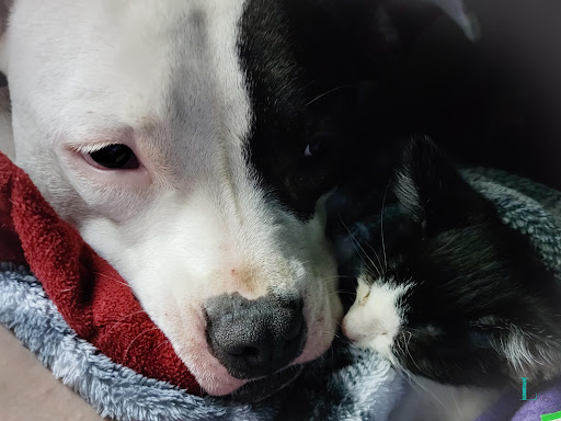 Pet Supply Store «Petco Animal Supplies», reviews and photos, 545 W Prien Lake Rd, Lake Charles, LA 70601, USA