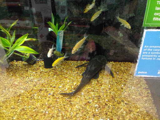 Pet Supply Store «Petco Animal Supplies», reviews and photos, 5239 Harvey St, Norton Shores, MI 49444, USA