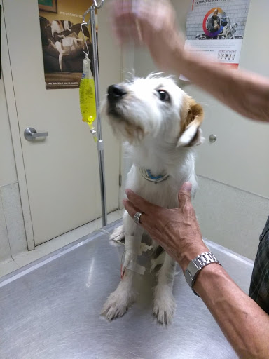 South County Veterinary Hospital image