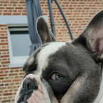 Photo n° 1 de l'avis de Fanny.u fait le 22/08/2023 à 19:56 pour Clinique Vet Flandres à Hazebrouck