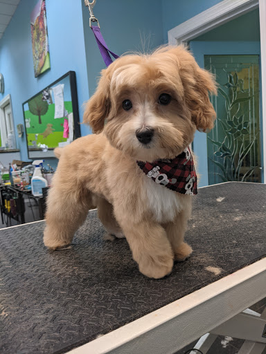 Pet Store «Canine Carousel», reviews and photos, 43135 Broadlands Center Plaza #129, Ashburn, VA 20148, USA