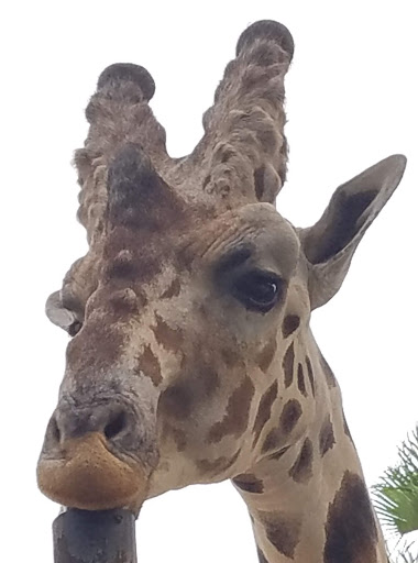 Zoo «Naples Zoo at Caribbean Gardens», reviews and photos, 1590 Goodlette-Frank Rd, Naples, FL 34102, USA