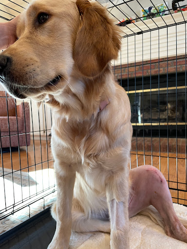 Pet Store «Petland Pensacola», reviews and photos, 6235 N Davis Hwy, Pensacola, FL 32504, USA