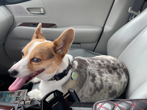 Pet Supply Store «PetSmart», reviews and photos, 14025 SW 88th St, Miami, FL 33186, USA