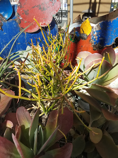 Hardware Store «Orchard Supply Hardware», reviews and photos, 19330 Hawthorne Blvd, Torrance, CA 90503, USA