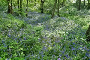 The Butts Bluebell Wood image