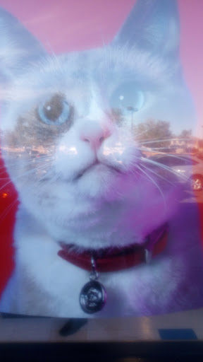 Pet Supply Store «Petco Animal Supplies», reviews and photos, 1415 E Warner Rd, Gilbert, AZ 85296, USA