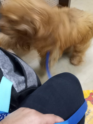 Pet Supply Store «Petco Animal Supplies», reviews and photos, 2250 Petrie Ln #518, Lanham, MD 20706, USA