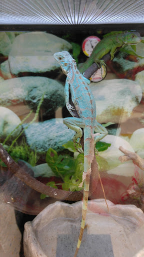 Pet Supply Store «Petco Animal Supplies», reviews and photos, 10383 Reisterstown Rd, Owings Mills, MD 21117, USA