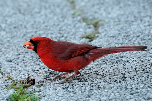 Tourist Attraction «Shark Valley Tram Tours», reviews and photos, 36000 SW 8th St, Miami, FL 33194, USA