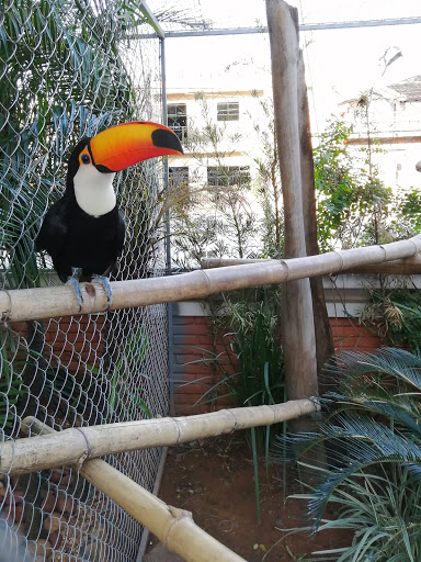 Pet census in Asuncion