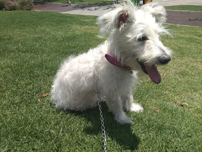 Adoptando un Corazón Canino