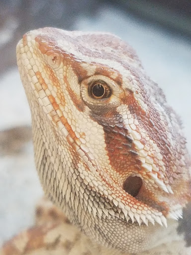 Pet Supply Store «Petco Animal Supplies», reviews and photos, 17200 Southcenter Pkwy #100, Tukwila, WA 98188, USA