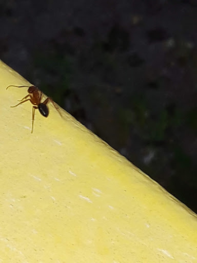 Nature Preserve «Loxahatchee Slough Natural Area», reviews and photos, 9060 W Indiantown Rd, Jupiter, FL 33478, USA