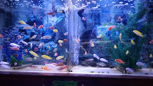 Tropical Fish Store «Rosemead Aquarium», reviews and photos, 9123 Valley Blvd, Rosemead, CA 91770, USA