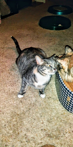 Thrift Store «Goodwill», reviews and photos, 390 Plaza Dr, Folsom, CA 95630, USA