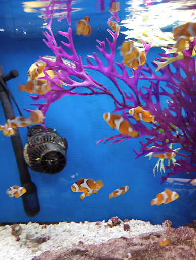 Fish Store «Aquatek Tropical Fish», reviews and photos, 8023 Burnet Rd # 1, Austin, TX 78757, USA