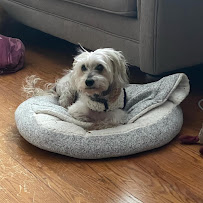 Thomas Pet Daycare & Boarding Services, LLC - Photo 7 - Car repair in , Waldorf