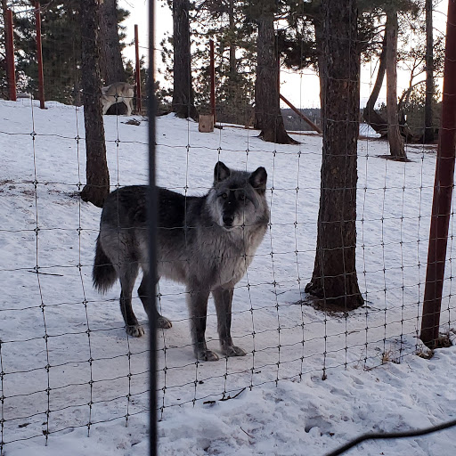 Wildlife Park «Colorado Wolf and Wildlife Center», reviews and photos, 4729 Twin Rocks Rd, Divide, CO 80814, USA