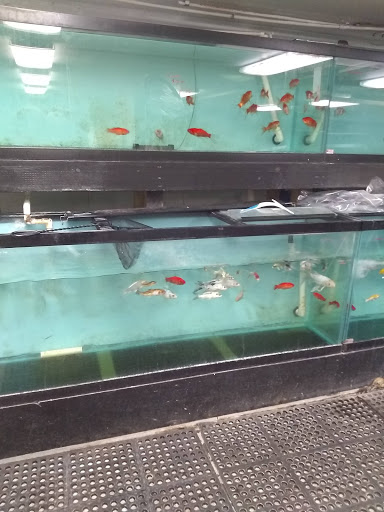 Tropical Fish Store «Ocean Gallery», reviews and photos, 980 US-22, North Plainfield, NJ 07060, USA