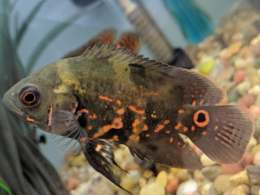 Pet Store «Feed Rite Pet Shop & Supply», reviews and photos, 11760 Belleville Rd, Belleville, MI 48111, USA