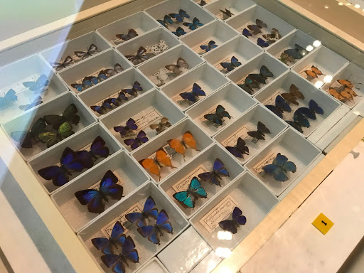 Museum «The Field Museum», reviews and photos, 1400 S Lake Shore Dr, Chicago, IL 60605, USA