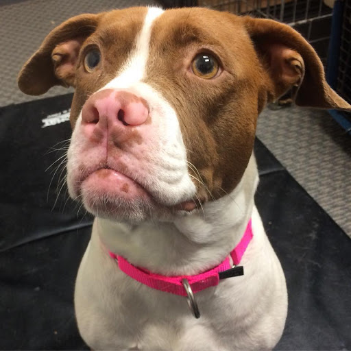 504 Brook Forest Ave, Shorewood, IL 60404, USA