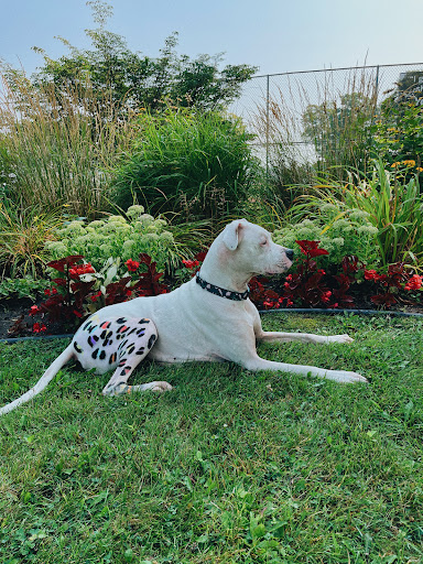 Pet Groomer «Ufuri Pet Salon», reviews and photos, 235 Huron Ave, Port Huron, MI 48060, USA