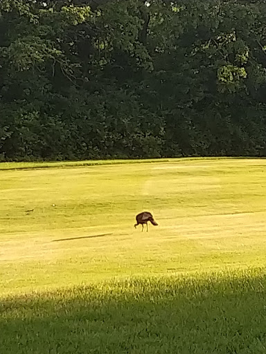 Golf Course «Swope Memorial Golf Course», reviews and photos, 6900 Swope Memorial Dr, Kansas City, MO 64132, USA