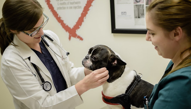 Lakeview Veterinary Hospital