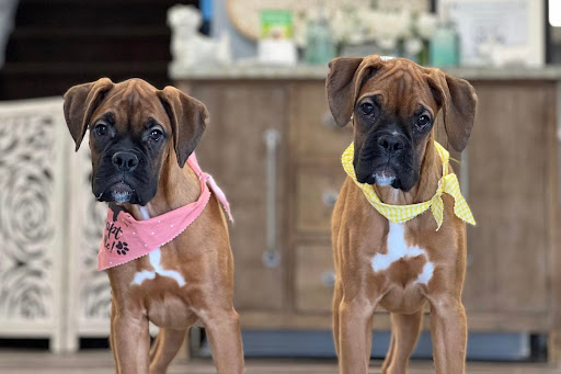 Dog Breeder «Playful Pets», reviews and photos, 115 Ridge Pike, Conshohocken, PA 19428, USA