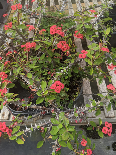 Wholesale Plant Nursery «Garden Fantasy», reviews and photos, 43250 Tyler Rd, Belleville, MI 48111, USA