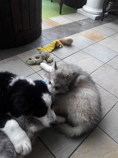 Pet Supply Store «Pet Supplies Plus», reviews and photos, 4100 Legacy Dr Suite 402, Plano, TX 75024, USA