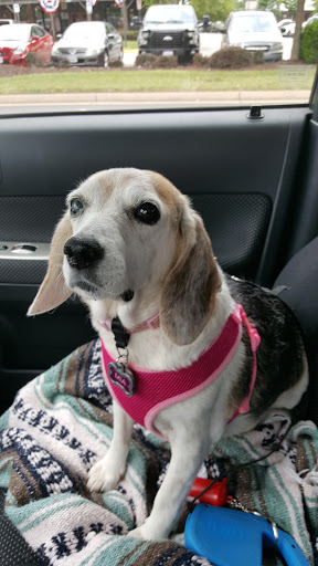 Pet Supply Store «PetSmart», reviews and photos, 1236 Greenbrier Pkwy, Chesapeake, VA 23320, USA