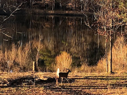 Mount Brook Pond