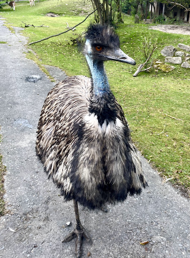 Falkenstein / Vogtl. Zoo unter Falkenstein, 