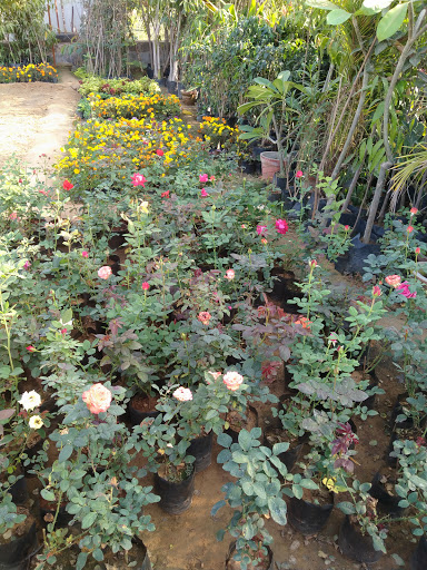 Jaipur Nursery Garden