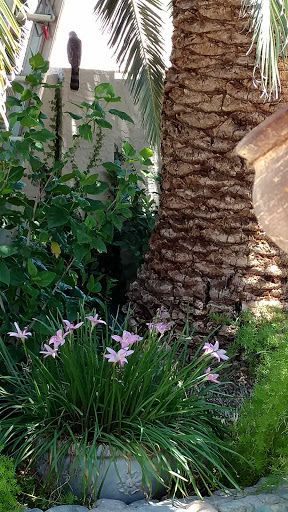 Golf Course «Westbrook Village Golf Club Lakes Course», reviews and photos, 19260 N Westbrook Pkwy, Peoria, AZ 85382, USA