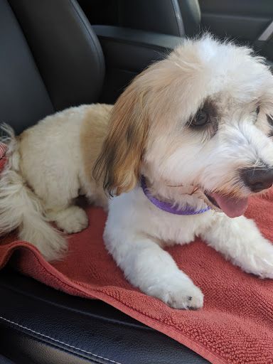 Pet Supply Store «Petco Animal Supplies», reviews and photos, 444 N Santa Cruz Ave, Los Gatos, CA 95030, USA