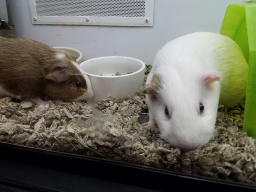 Pet Supply Store «Petco Animal Supplies», reviews and photos, 45205 Worth Ave, California, MD 20619, USA