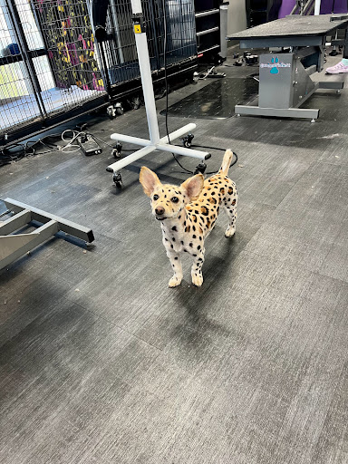 Sirius Pet Styling: Dog Grooming & Doggy Daycare