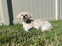 Tiffany's Pet Sitting & Co. - Photo 8 - Car repair in , Brandon