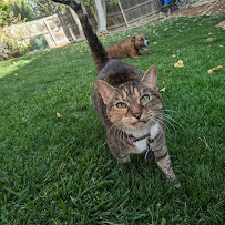 Care Fur Pawz - Photo 9 - Car repair in , Aurora