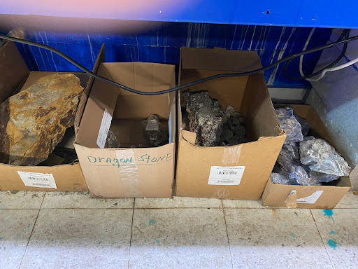 Pet Store «Exotic Fish», reviews and photos, 406 Northside Dr # F, Valdosta, GA 31602, USA