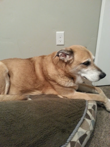 Pet Store «Animal Ark», reviews and photos, 175 S 500 E St, American Fork, UT 84003, USA