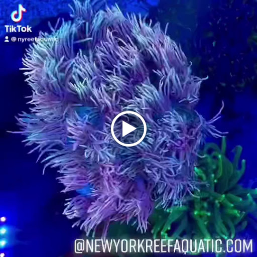 Tropical Fish Store «New York Reef Aquatic», reviews and photos, 45-62 162nd St, Flushing, NY 11358, USA