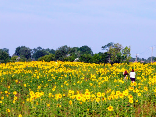 Park «Cottell Park», reviews and photos, 5847 Irwin Simpson Rd, Mason, OH 45040, USA